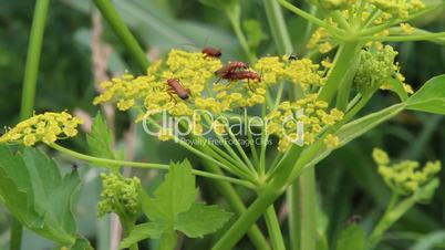insects copulating on yellow flowers