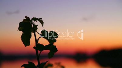 Evening landscape. Sunset over the river. Silhouette of plants at sunset. Insects fly over the plant at sunset.