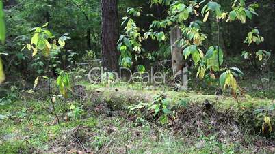 fallen tree in the forest