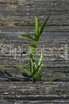 Grass auf der Holzbrücke