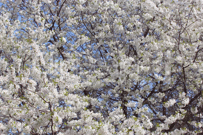 branch of blossoming cherry