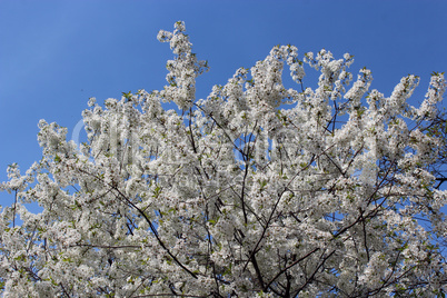 branch of blossoming cherry