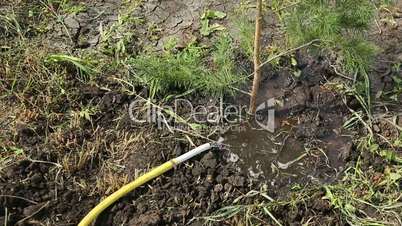 Water the freshly planted spruce