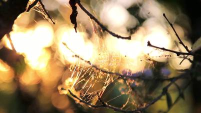 The light of the setting sun shining through the web. Web in the setting sun. Sunset, dawn sun in the forest. Tree branches in spiderweb.