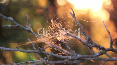 The light of the setting sun shining through the web. Web in the setting sun. Sunset, dawn sun in the forest. Tree branches in spiderweb.