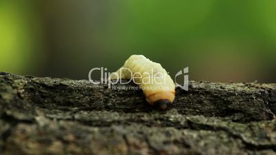 Bark beetle larva.Larvae bark beetle.