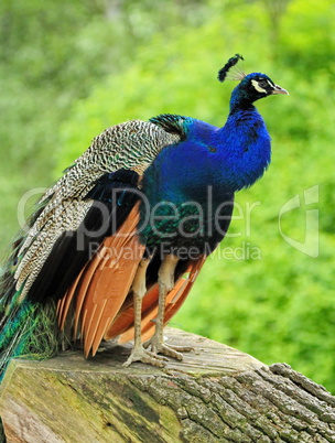 Male peacock on a trunk