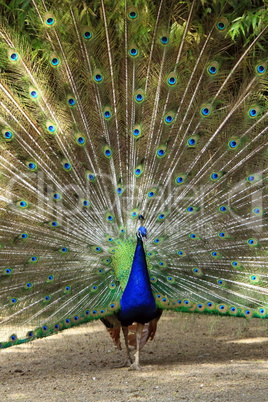 Male peacock wheel of feather