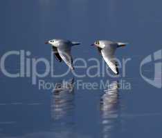 Black-headed gulls, chroicocephalus ridibundus