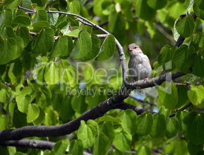 Female sparrow Female sparrow