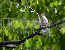 Female sparrow