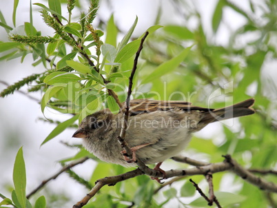 Female sparrow