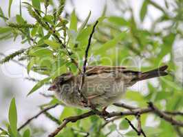 Female sparrow