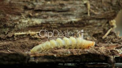 Bark beetle larva.Larvae bark beetle.
