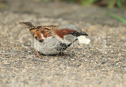 Male sparrow eating