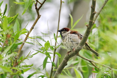 Male sparrow