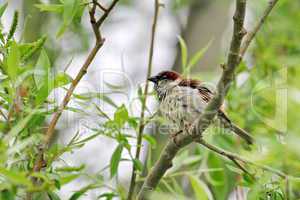 Male sparrow