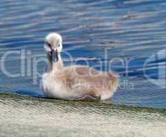 Baby mute swan, cygnus olor