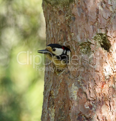 Hairy woodpecker, picoides villosus in a hole
