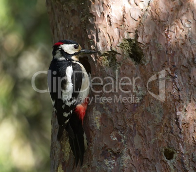 Hairy woodpecker, picoides villosus next to its hole nest