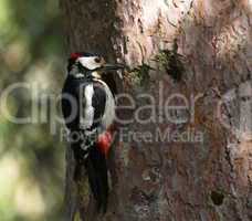 Hairy woodpecker, picoides villosus next to its hole nest