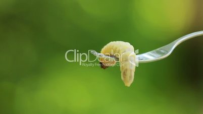Beetle larvae on a fork.