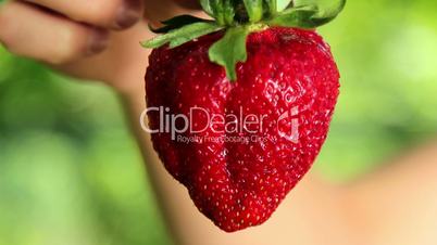 Big, fresh, juicy strawberries in the hands of man. Hands holding a strawberry. Strawberry close-up