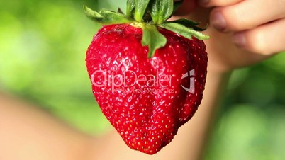 Big, fresh, juicy strawberries in the hands of man. Hands holding a strawberry. Strawberry close-up