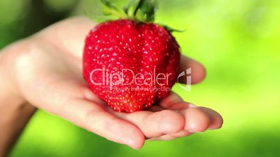 Big, fresh, juicy strawberries in the hands of man. Hands holding a strawberry. Strawberry close-up