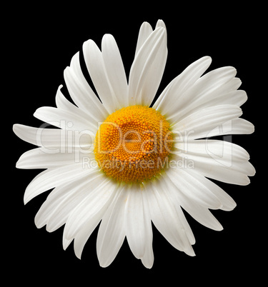 Chamomile isolated on black background