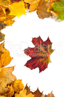 Autumn maple leafs