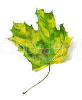 Yellowed maple-leaf