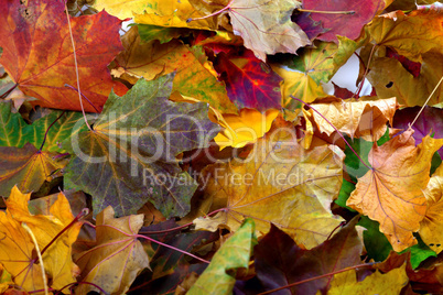 Autumn dry maple-leafs