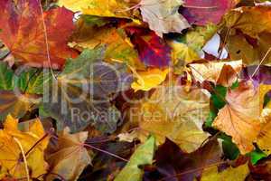 Autumn dry maple-leafs