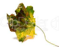 Dry yellowed maple-leaf