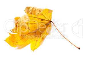 Autumn dried maple leaf