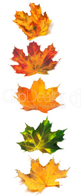 Letter I composed of autumn maple leafs