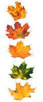 Letter I composed of autumn maple leafs