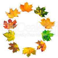 Letter O composed of autumn maple leafs