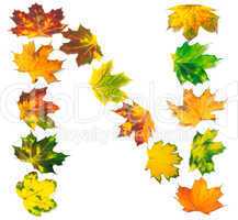 Letter N composed of autumn maple leafs