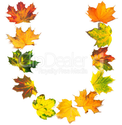 Letter U composed of autumn maple leafs