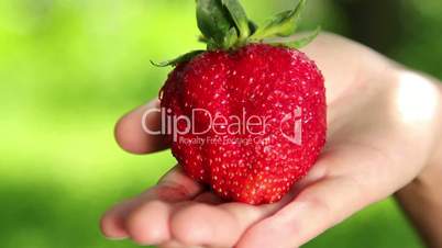 Big, fresh, juicy strawberries in the hands of man. Hands holding a strawberry. Strawberry close-up