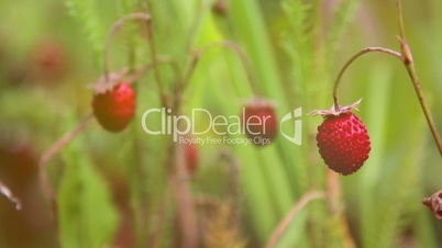 Strawberries in the grass (close-up)