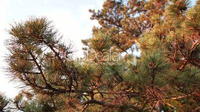 Pine tree