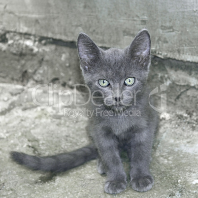Small gray cat outdoors