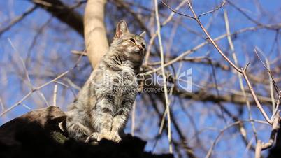 Cat sits on a tree and looking arround