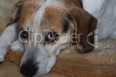 Jack Russel Beagel - Kopf auf dem Boden