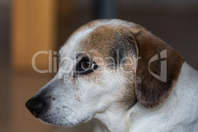 Hund - Profil