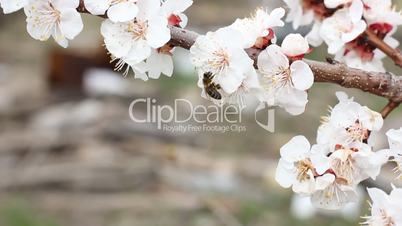 Cherry blossoms and bee