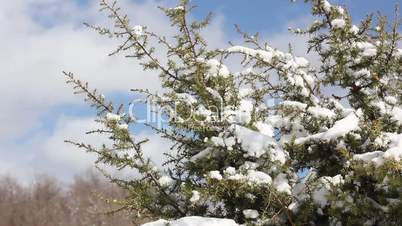 juniper bush with snow in the wind